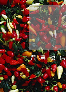 普惠快信逾期怎么还款