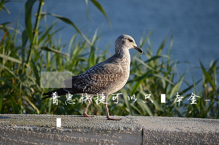 普惠快捷可以只還本金-普惠快捷還款怎么還