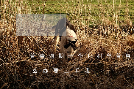 普惠逾期一个月利息(普惠金融逾期了一年怎么办?要上诉我)