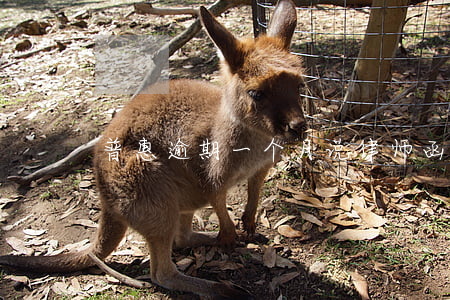 普惠逾期一个月说律师函已经发出