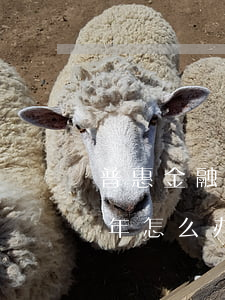 普惠金融逾期被律师起诉(普惠金融逾期了一年怎么办?要上诉我)
