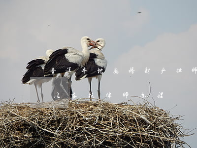 普洱本地离婚财产律师怎么委托(离婚手续可以委托律师办理?)