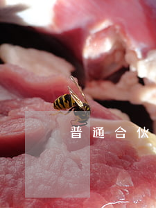 普通合伙企业的设立条件和程序是怎样的