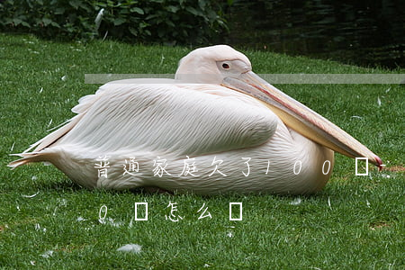 普通家庭欠了100萬-普通家庭欠了100萬怎么辦