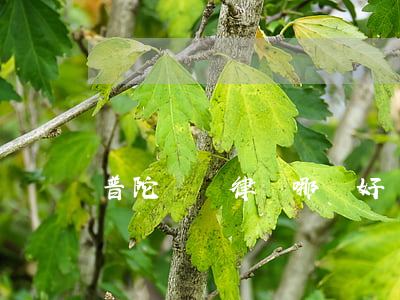 普陀債務律師哪個好