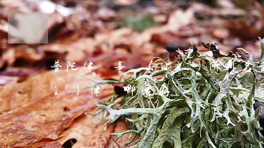 普陀律師事務(wù)所排名（普陀債務(wù)律師哪家好）