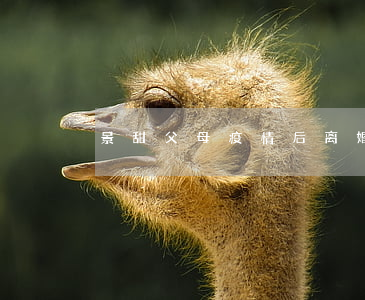 景甜父母疫情后离婚