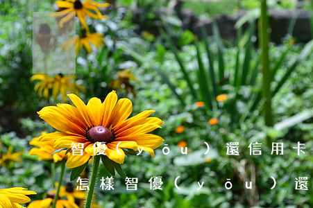 智優(yōu)還信用卡逾期會(huì)怎樣(智優(yōu)還信用卡逾期會(huì)怎樣)