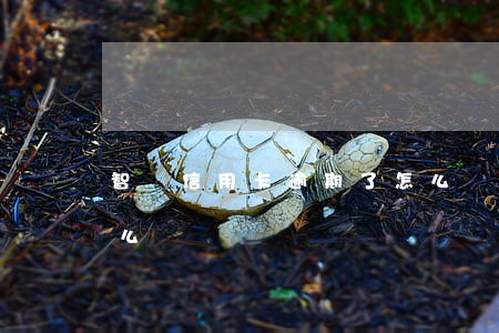 智還信用卡逾期了怎么辦(信用卡忘還逾期怎么辦)