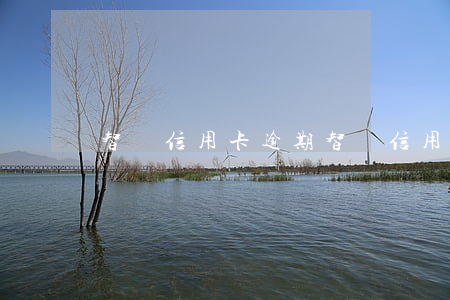 智還信用卡逾期(智還信用卡逾期了怎么辦)