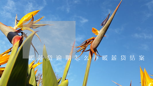 暖薪贷逾期怎么办 暖薪贷结案