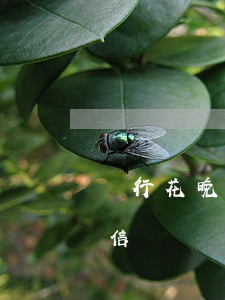暢行花晚一天上征信嗎（暢行花逾期一天上征信）