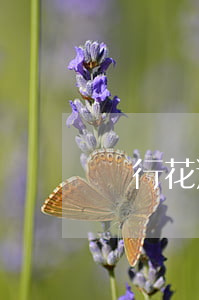 暢行花逾期怎么還款(暢行花逾期還款還能借嗎)
