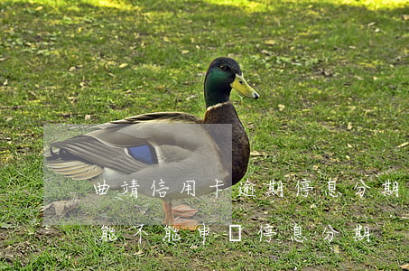 曲靖信用卡逾期停息分期申請條件(沒有逾期能不能申請停息分期)