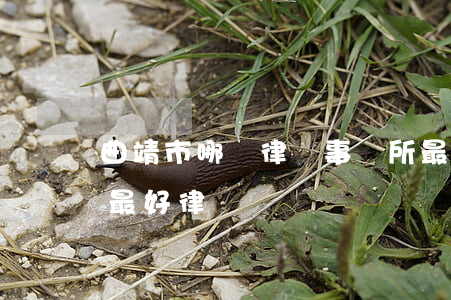 曲靖市哪個律師事務所最可靠(曲靖刑事案件最好律師)