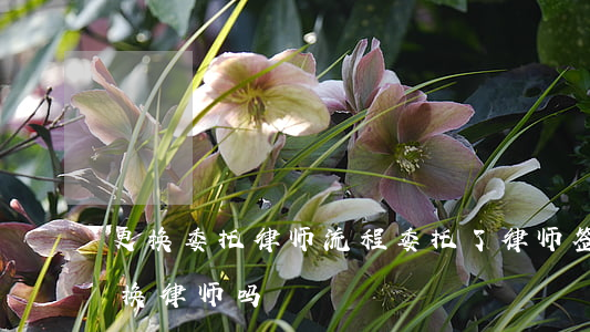更换委托律师流程(委托了律师签了协议可以换律师吗)