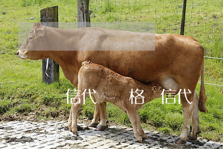 書信代寫價格(書信代寫價格)