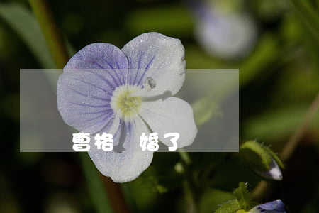 曹格離婚了嗎