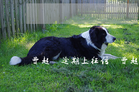 曹超貸逾期上征信嗎(曹超貸逾期上征信嗎)