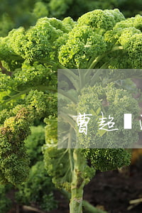 曹超貸逾期派出所