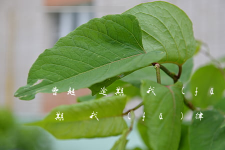 曹超貸逾期給我發(fā)律師函(曹超貸逾期給我發(fā)律師函)
