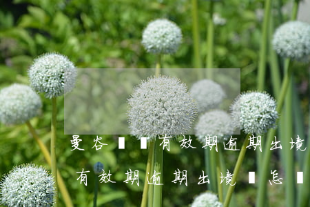 曼谷簽證有效期逾期出境會怎樣-曼谷簽證有效期逾期出境會怎樣處理