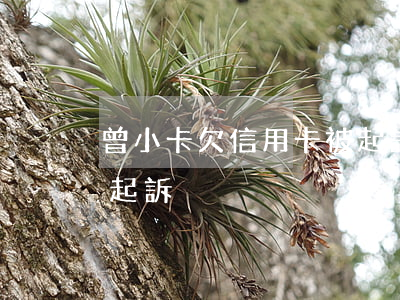 曾小卡欠信用卡被起訴-曾小卡欠信用卡被起訴