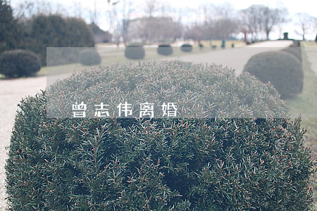 曾志伟离婚