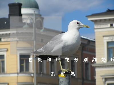曾毅和玲花分別離婚(玲花和曾毅關(guān)系好嗎)
