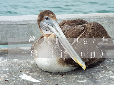 曾經(jīng)有網(wǎng)貸逾期(曾經(jīng)網(wǎng)貸逾期會(huì)影響軍婚嗎)