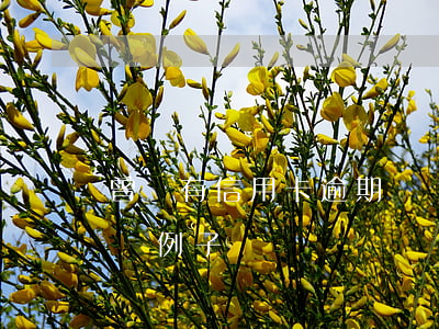 曾經有信用卡逾期記錄影響（信用卡逾期的影響例子）
