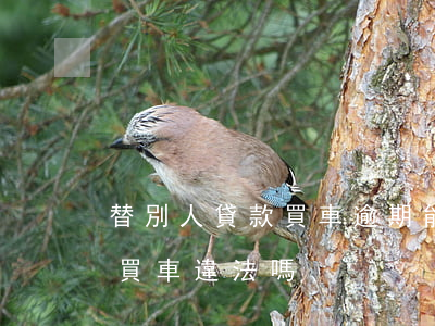 替別人貸款買車逾期能起訴他嗎 替他人貸款買車違法嗎