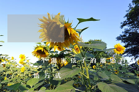 最不傷害孩子的離婚方式(最不傷害孩子的離婚方式)