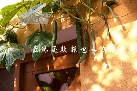 最低还款额也无力偿还是什么意思？