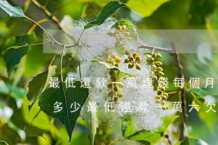 最低還款一萬塊錢每個月產(chǎn)生多少（最低還款一萬六欠了多少信用卡）