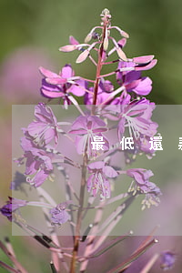 最低還款逾期怎么還(最低還款是不是逾期)