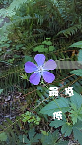 最低還款還掉了會(huì)逾期嗎(還掉最低還款算逾期嗎?)