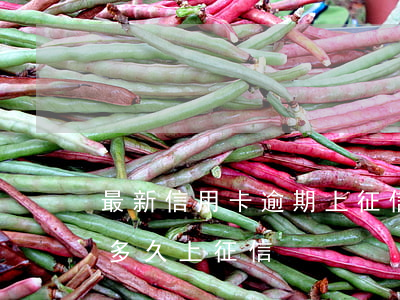 最新信用卡逾期上征信了怎么辦(信用卡逾期多久上征信)