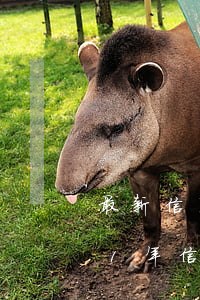 最新信用卡逾期政策是什么樣的啊-2021年信用卡逾期新法