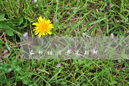 最新信用卡逾期新聞