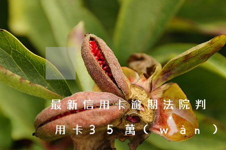 最新信用卡逾期法院判決書(shū)(欠信用卡35萬(wàn)法院判決)