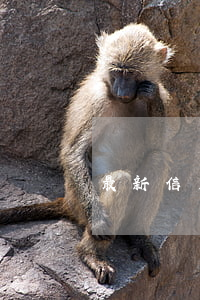 最新信用卡逾期賬單(信用卡 逾期記錄)