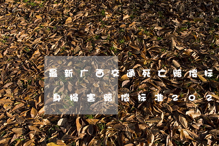 最新广西交通死亡赔偿标准(广西交通事故人身损害赔偿标准2020)