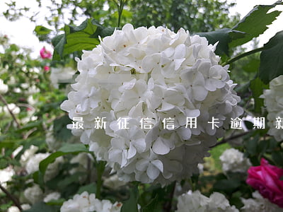 最新征信信用卡逾期新聞(信用卡逾期上征信)