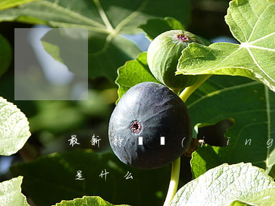 最新特許經(jīng)營備案程序及材料是什么