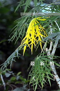 最新的信用卡逾期處理（信用卡逾期的處理結(jié)果）