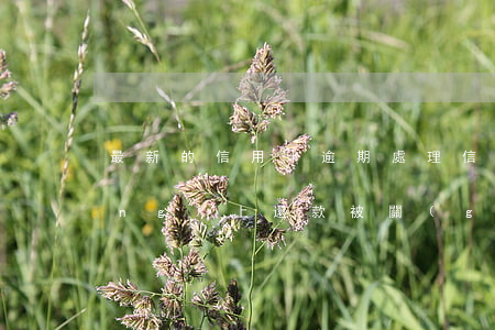 最新的信用卡逾期處理（信用卡逾期網(wǎng)上還款被關(guān)）