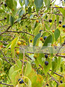 最新證券投資者保護(hù)基金管理辦法條例全文