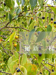 最新電梯法律法規2018(電梯的相關法律規定有哪些)