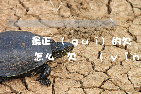最正規(guī)的欠條應(yīng)該怎么寫(欠條應(yīng)該如何寫)